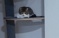 (전북)브리티쉬 숏헤어 1살 여아 잘 케어해주실분 찾습니다