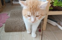 고양이분양해요