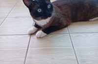 고양이무료분양