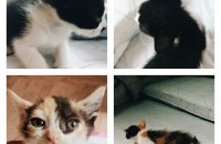 아기고양이들 분양해요^^