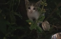 아기냥이 분양합니다/광주광역시/여아