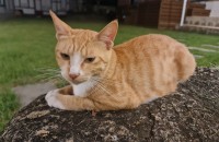 1년된 고양이 분양해요.개냥이에요