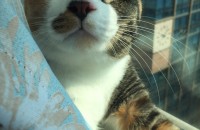 코숏 여아 분양합니다.