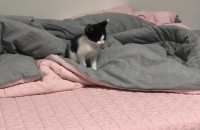 5주된 검흰 아기고양이 무료 분양합니다