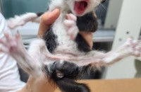 창고에서 구조한 3주된 숫컷고양이 무료분양해요