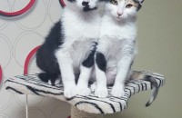 서울 4개월된 고양이 무료분양합니다.