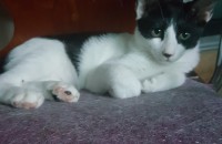 고양이분양합니다