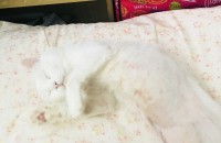 고양이 분양부탁드립니다