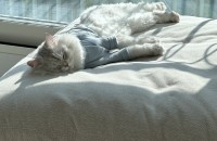 꼭 책짐지고 잘 키우실 수 있는분만 연락 주세요.