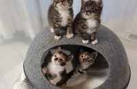 아기고양이 분양합니다