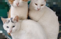 길고양이 세마리 무료 분양(경기 안성)