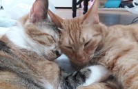 코숏 분양합니당