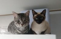 두살된 고양이 두마리 분양합니다