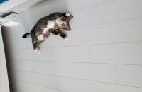 고양이와 함께할 새가족을찾습니다.