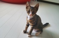 거제도에서 구조한 고양이 입양합니다