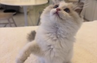 생후 3개월 애교많은 랙돌 여아