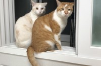 중성화된 2살 고양이 무료분양합니다.