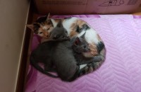 러시안블루 여아 6개월 남아 3개월 무료 분양