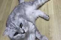 스코티쉬폴드 남 5세 중성화됨