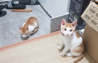 치즈 아깽이 분양합니다.