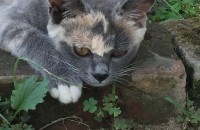 애교쟁이 고양이 분양합니다!