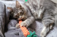 사람손길을너무좋아라하는 6개월된수컷아가 분양해요