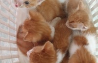 치즈 아기 고양이들 분양 합니다.