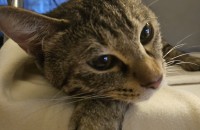 출산 임박 임신묘를 도와주세요