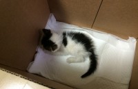 주운 새끼고양이 데려가실 분 찾습니다.