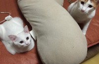 터키쉬앙고라 1년된예쁜남자고양이무료분양합니다.