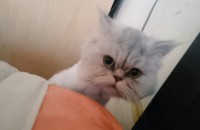 [부천]페르시안 아이입니다.