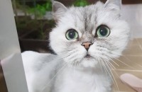 페르시안 친칠라 1마리, 히말라얀 1마리, 코숏 1마리 분양합니다.