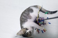 인천 구조한 2개월 새끼고양이 무료 분양합니다