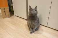 러시안블루 분양합니다