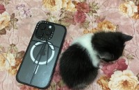 3주된 코숏 새끼고양이 무료분양