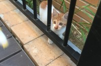 새끼고양이 무료분양해요