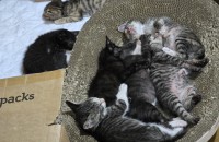 생후 2달 된 아기냥이들이에요^^