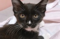 턱시도 고양이 깜이 무료 분양합니다