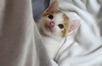 길냥이 새끼 5마리 분양합니다