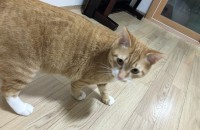 고양이 분양합니다(부산)