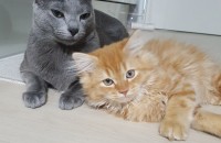 러시안블루.페르시안