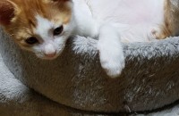 코숏 치즈테비두형제.2개월반정도예요.1차접종 완.