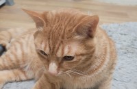 1년생 코숏치즈 수컷냥이 무료 분양합니다