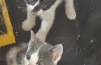 아기고양이 무료분양합니다!! 슈퍼울트라초초초귀여움