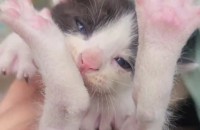 (김해) 새끼고양이 무료분양합니다.