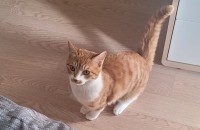 포항 코숏 여아 5개월 무료 분양합니다.