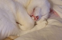 수컷 경북 포항 중성화0 고양이 무료분양 합니다.