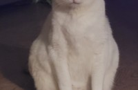 백곰 닮은 고양이 무료 분양합니다.