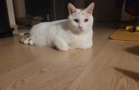 골골송 애교 만점 코숏 수컷 경북 포항 무료분양 합니다.