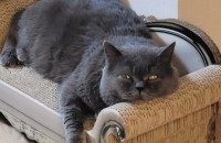 경북 포항 브숏 남 무료분양합니다.